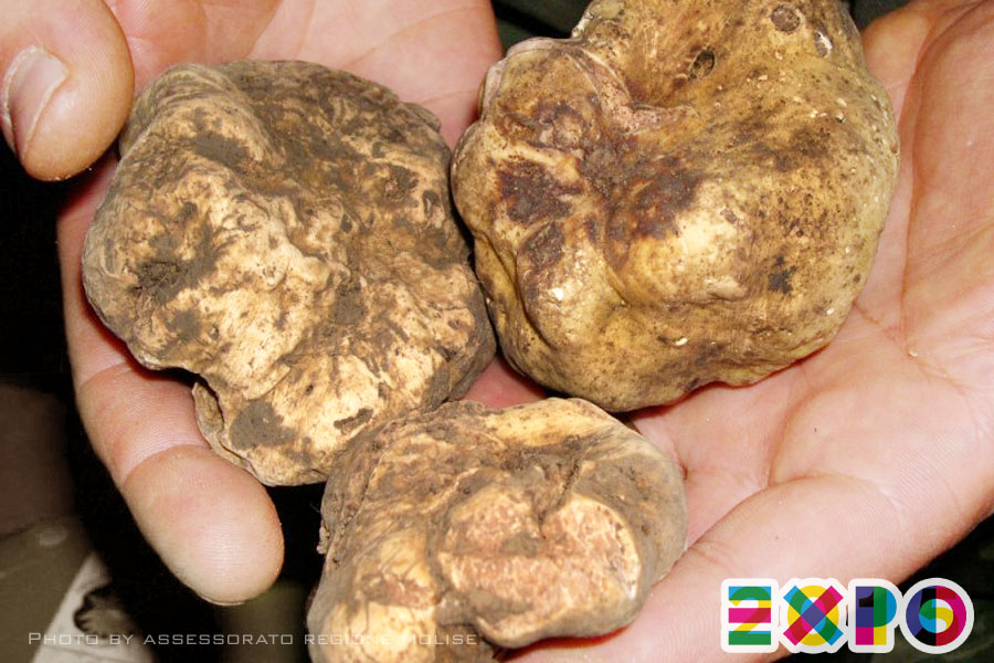 Il tartufo del Molise all'Expo Milano 2015