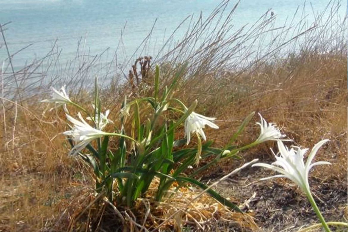 Le spiagge più belle del Molise