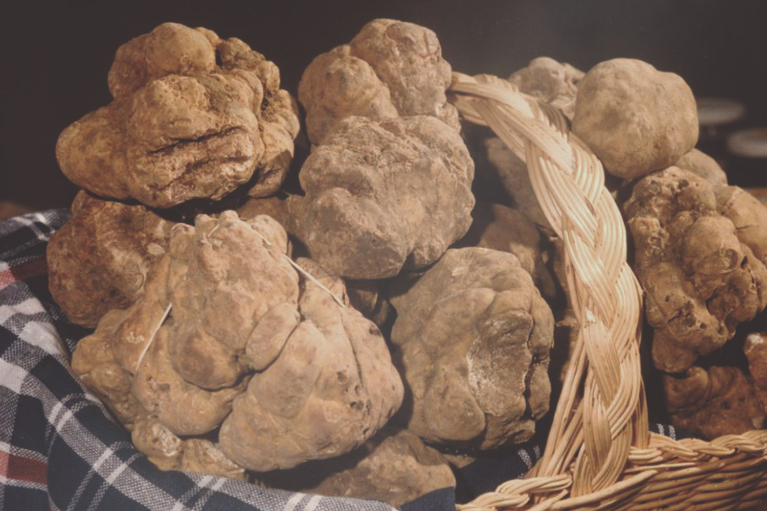 tartufo del molise