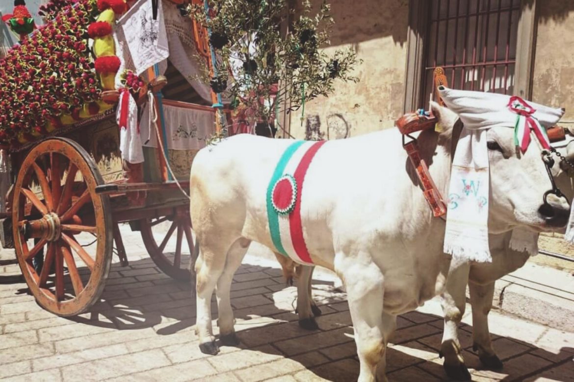 La tradizione di San Pardo a Larino