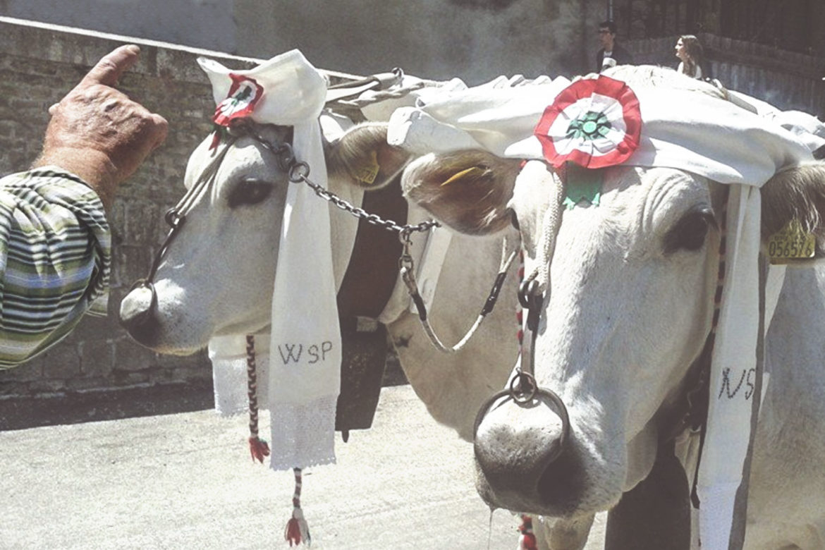 La tradizione di San Pardo a Larino