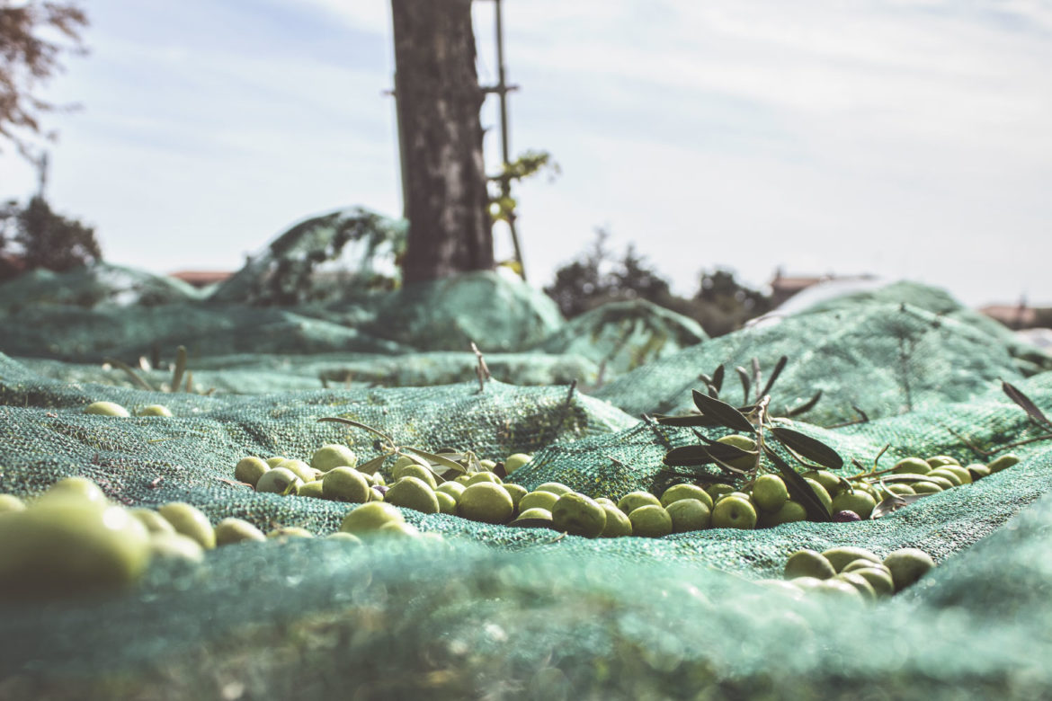 La raccolta delle olive in autunno in Molise