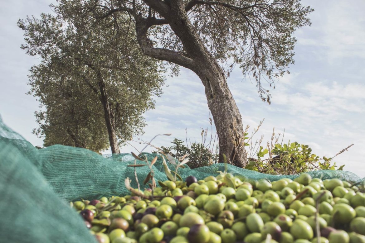 La raccolta delle olive in autunno in Molise