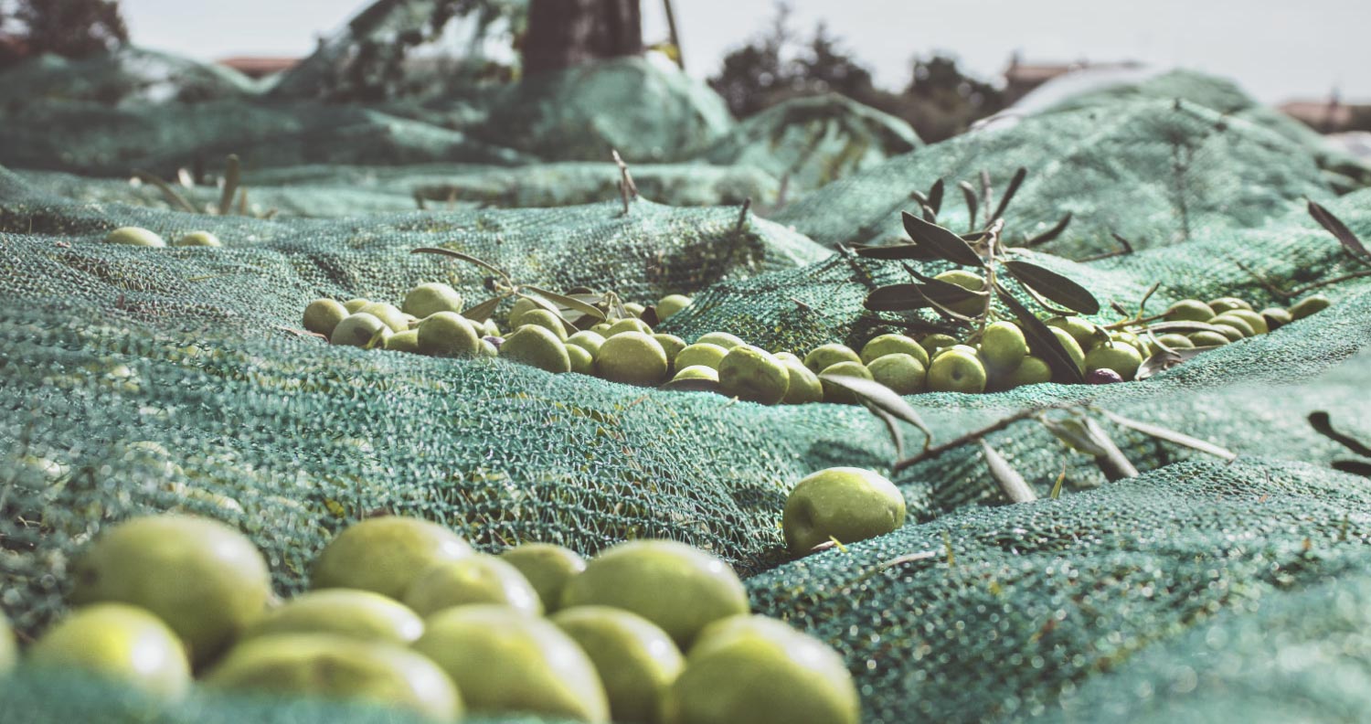 La raccolta delle olive in autunno in Molise