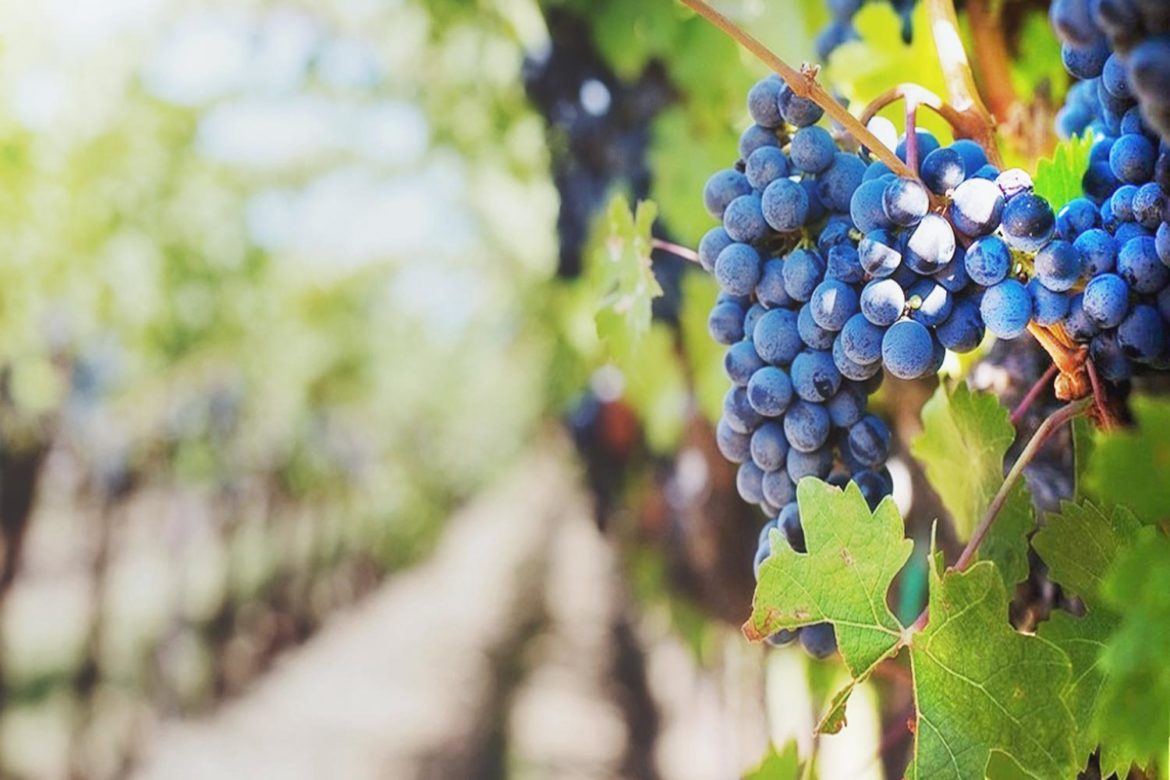 E’ tempo di vendemmia: il Molise profuma di Tintilia