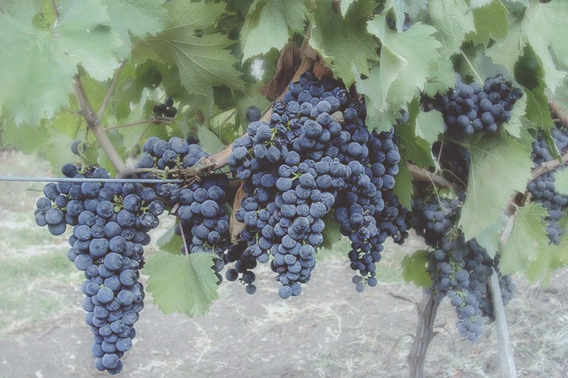 E’ tempo di vendemmia: il Molise profuma di Tintilia
