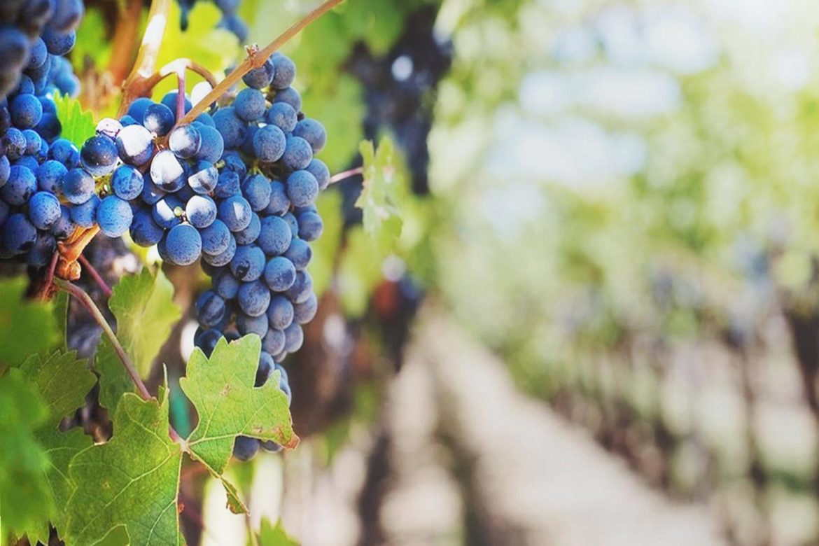 E’ tempo di vendemmia: il Molise profuma di Tintilia