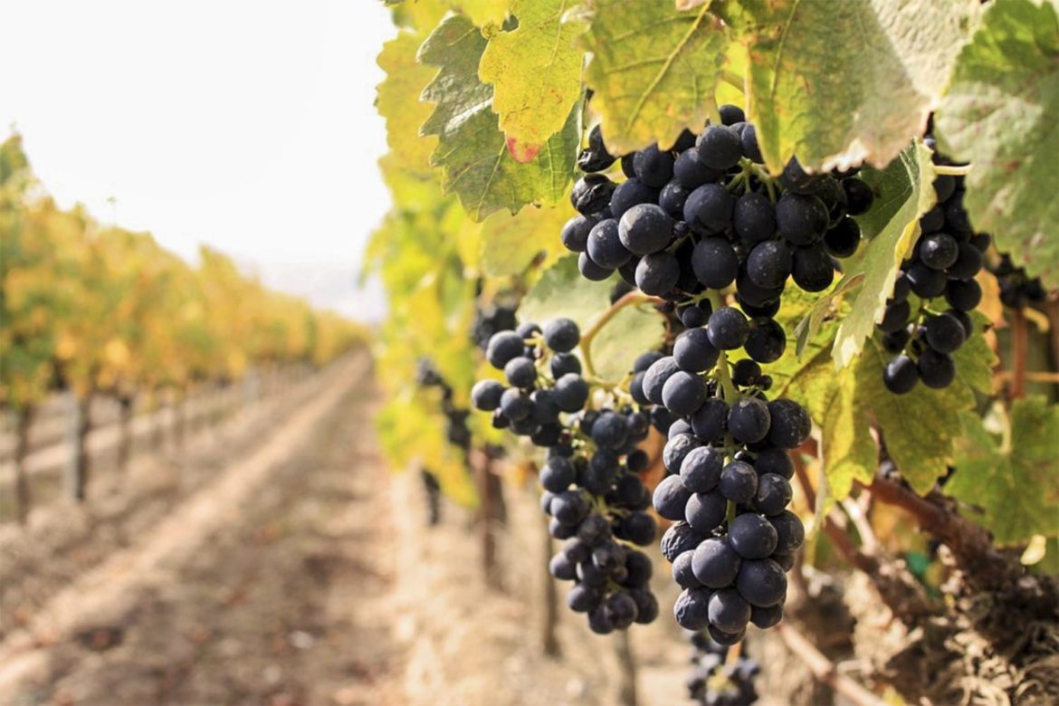 E’ tempo di vendemmia: il Molise profuma di Tintilia